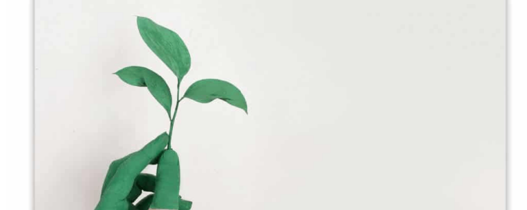 imagem de uma mão segurando um ramo de planta. ilustrativo do conteúdo sobre responsabilidade social e ambiental