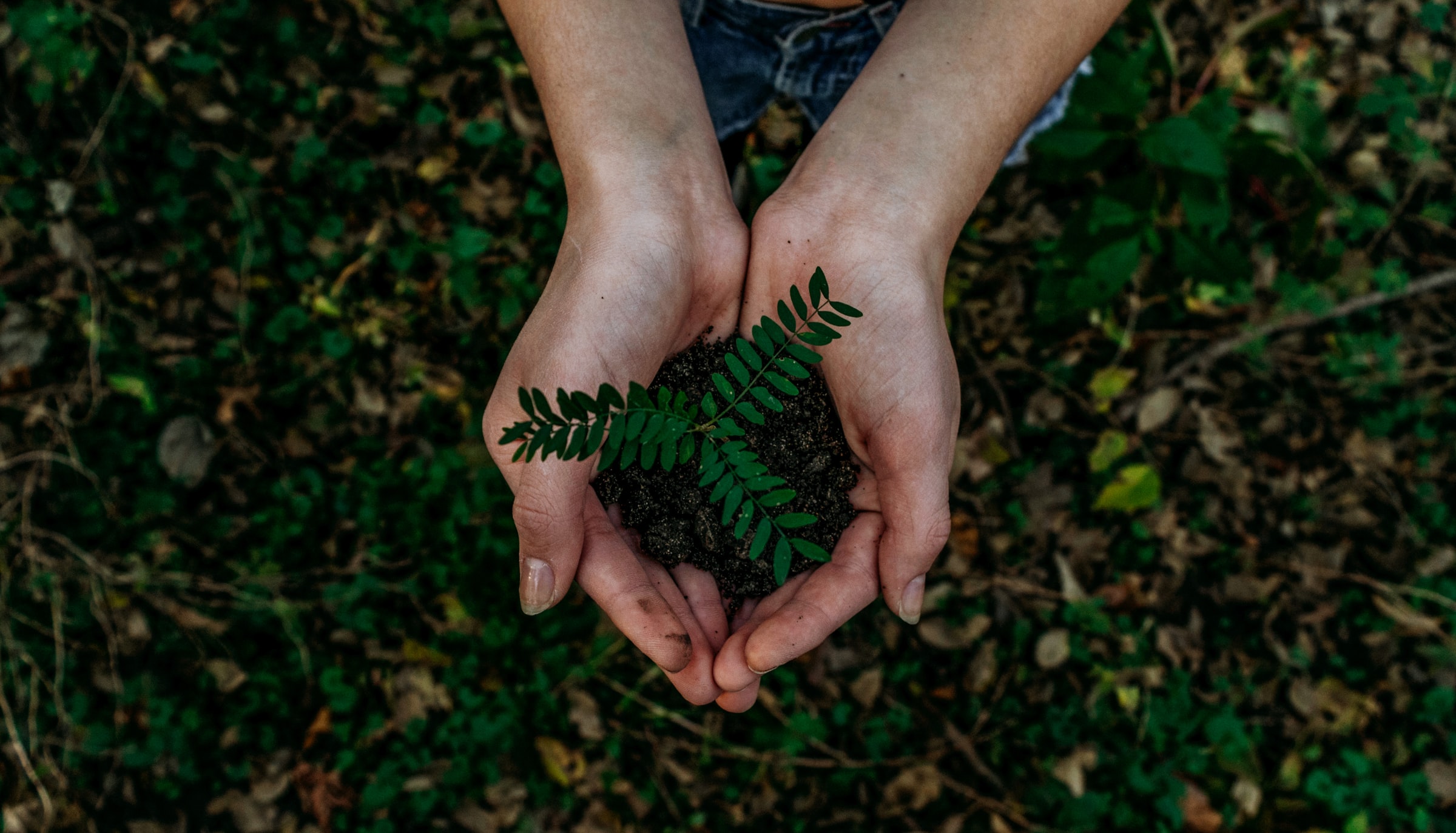 Vemos que uma pessoa tem nas mãos uma muda de planta (imagem ilustrativa). Texto: negócios de impacto.